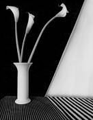Calla Lilies by Eric Metzler