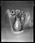 Reticulated Daisies by Eric Metzler