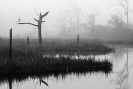 Foggy Day 1 by Kem Lester