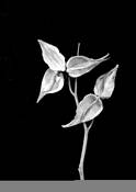 Pods by M. Dayne Bonta