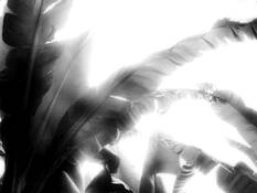 Backlit Banana Leaves by Nancy Abens