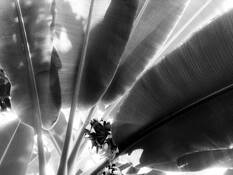Backlit Leaves by Nancy Abens