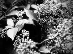 Ivy Berries by Nancy Abens