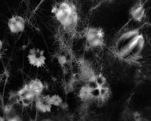 Love in a Mist by Nancy Abens