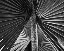 Botanical Weave 1 by Richard Lotman Brown
