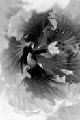 Amaryllis Dancing by Seyda Deligonul