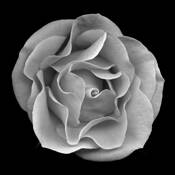 Image 14 Rose Series 2 by Cara J. Jennings