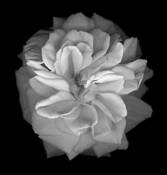 Image 22 Rose Series 3 by Cara J. Jennings