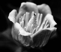 For Imogen by Cyndy Robinson