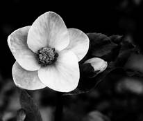 Hellebore by Cyndy Robinson