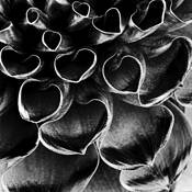Chrome Dahlia by David Andrew Muench