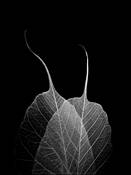 Two Leaves by David Andrew Muench