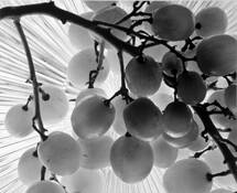 Les Raisins by Donald Dashfield