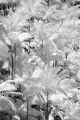 Palm Forest by Donald W. Schwartz