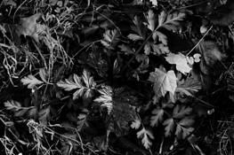 My Garden by Edda Blume