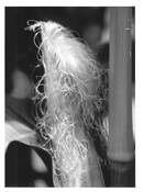 Goldielocks by Eugene Renzi