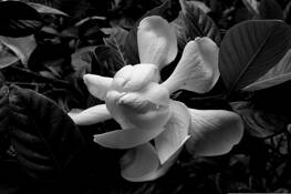 Gardenia by Fernando Perez-Font