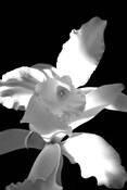 Orchid's Heart by Fernando Perez-Font