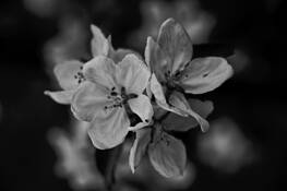 Apple Flower by Freddy Beltran