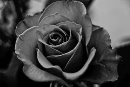 Rose by Freddy Beltran