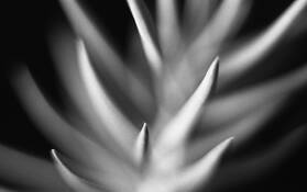 Bones of Plant by Gyorgy Godja