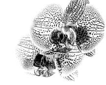 Orchid by Gyorgy Godja