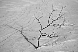 Tree in Snow by Harald Ingebrigtsen