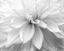 Brilliance by Jack Curran