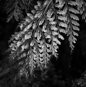 Cascade by Jack Curran