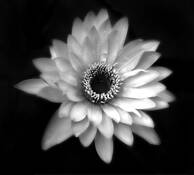 Floating Lily.Missouri Botanical Garden by Jack Curran