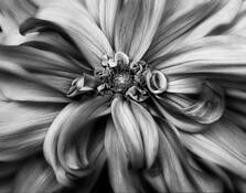 Revelation by Jack Curran
