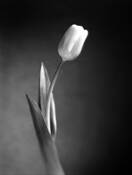 Single Tulip by Jack Curran