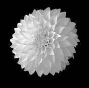 White Dahlia by Jaime Santos