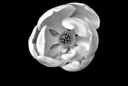 White Magnolia 1 by Jaime Santos