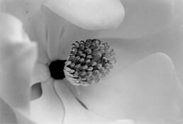 White Magnolia 2 by Jaime Santos