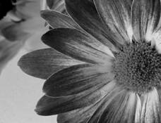 Sunday Flower by James Twohey