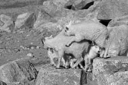 Kids-Crunched by William L. Witmer