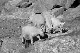 Kids-Heads Down by William L. Witmer