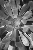 Untitled 1 - New York Botanical Garden by Jaron Arboleda
