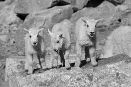 Kids-Larry by William L. Witmer