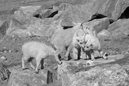 Kids-Nose to Nose by William L. Witmer