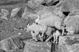 Kids-Piggyback by William L. Witmer