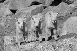 Kids-Say Cheese by William L. Witmer