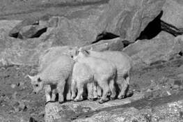 Kids-Scrum by William L. Witmer