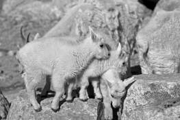 Kids-Wedged by William L. Witmer