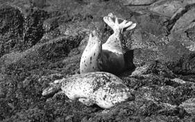 Oregon-Harbor Seals by William L. Witmer