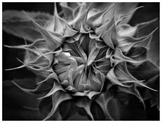 Sunflower by Jean-Pierre Pepin