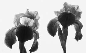 Double Iris by Jerome D. Julius, Jr.