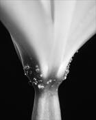 Bit of the Bubbly by Jim & Anne Mitchell