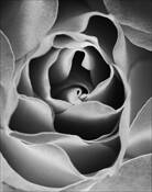 Essence by Jim & Anne Mitchell